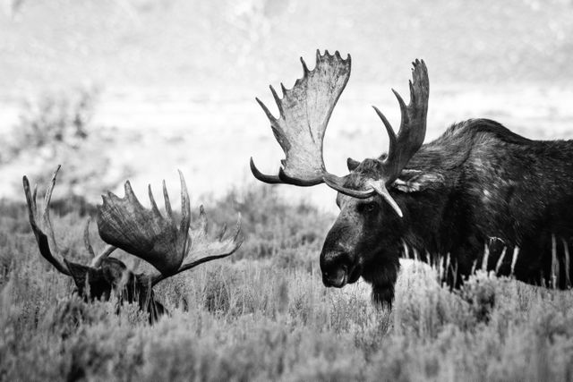 A large bull moose walking along the sagebrush, next to another bull moose that's bedded down.