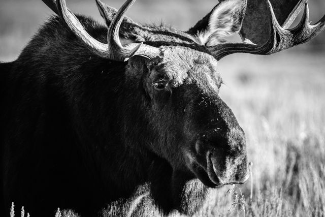 A close-up of a bull moose with huge antlers, standing in a field of sagebrush, looking towards his side.