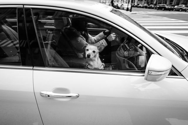 A dog looking out the passenger side window of a car turning a corner in downtown DC.