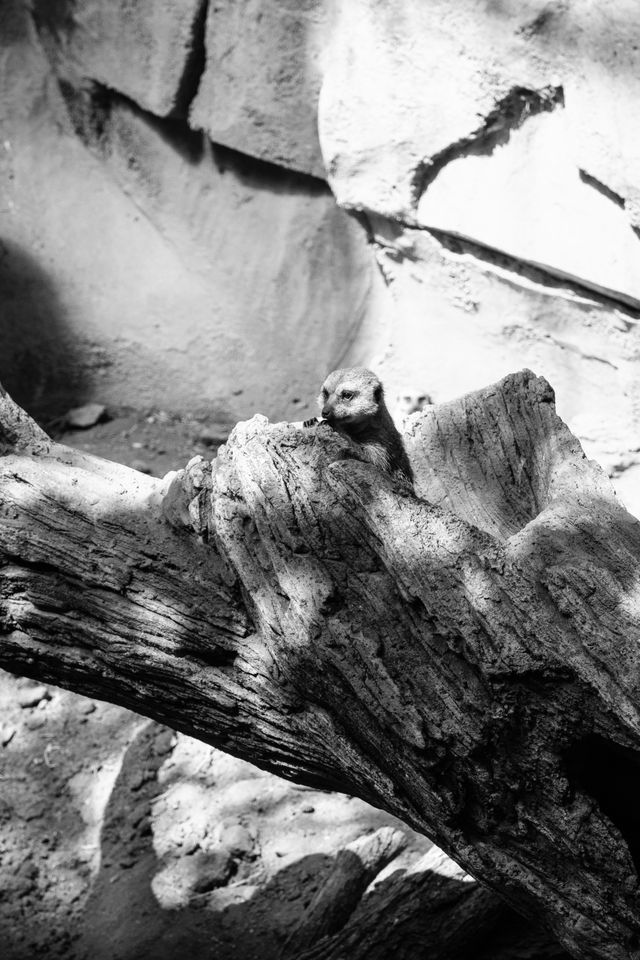 A cute little meerkat at the Lincoln Park Zoo.