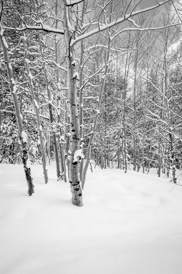 Bare, snow-covered trees in the woods near Taggart Lake.