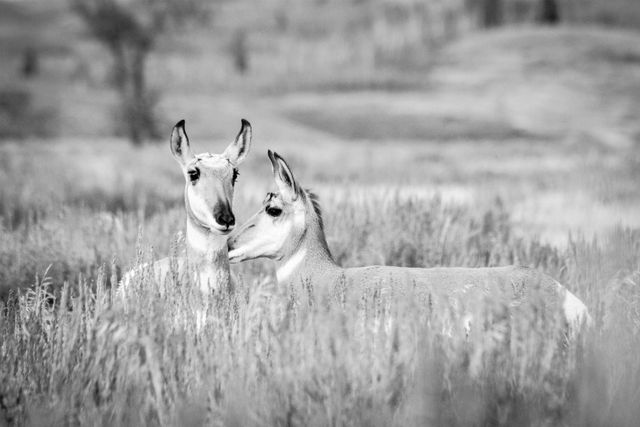 Two pronghorn standing in a field of sagebrush. The one on the right is lightly nuzzling the other.