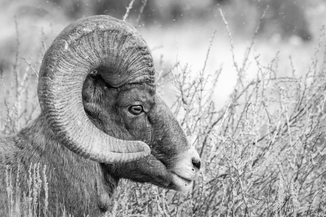 A portrait of a bighorn ram walking through some brush.