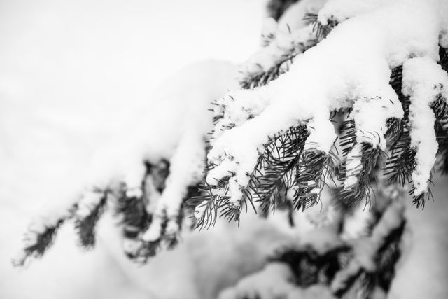 A close-up of a snow-covered branch of a pine tree.