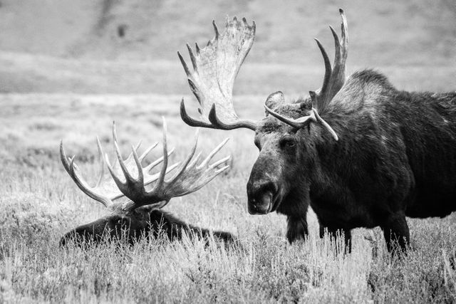 A large bull moose with large antlers, walking by another bull moose laying down on the sage brush.