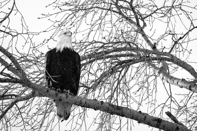 A bald eagle resting on a branch near Mormon Row.