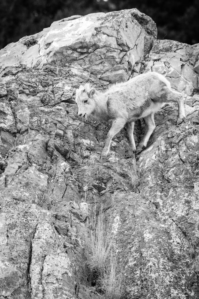 A bighorn lamb climbing down a steep rock face, with a bunch of grass sticking out of its mouth.