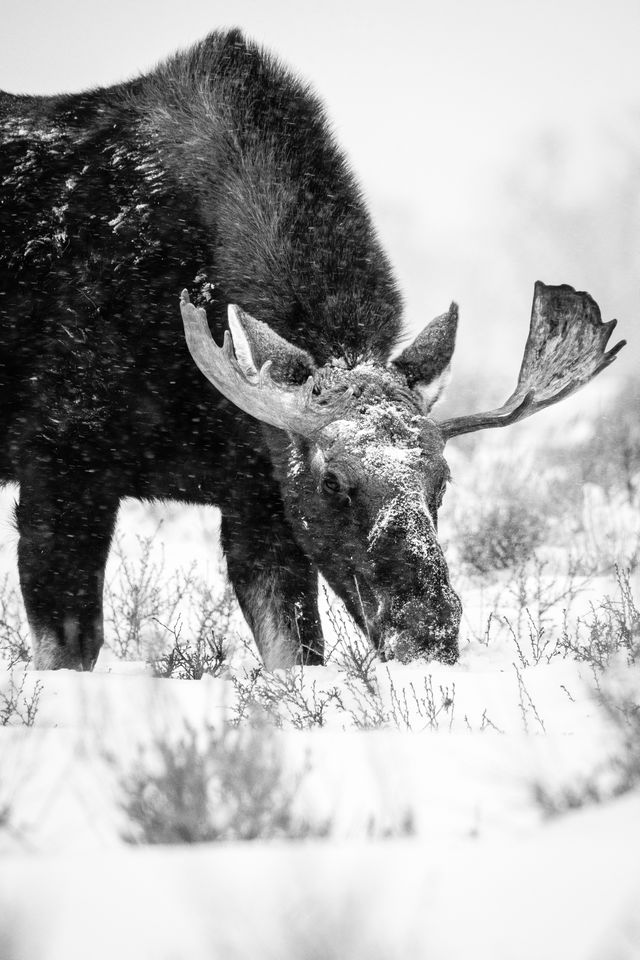 A bull moose munching on plants in the snow, in snowfall. His face and head are covered in snow.