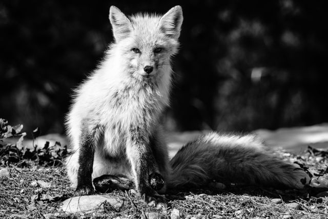 A red fox, sitting, looking at the camera.