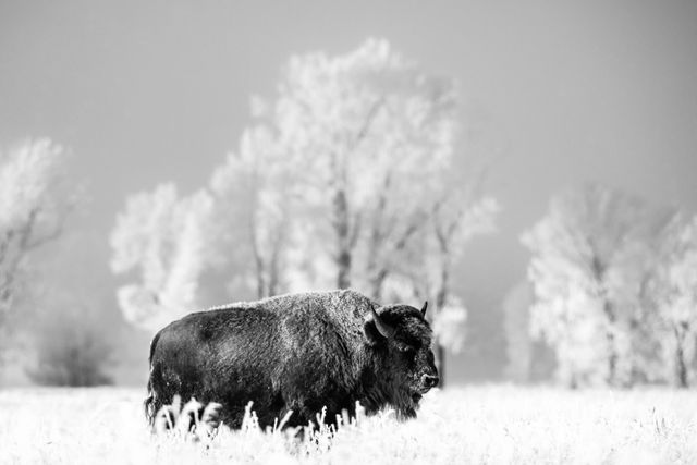 A bison, standing in a snow-covered field. Its fur is covered in frost. In the background, trees covered in hoarfrost.