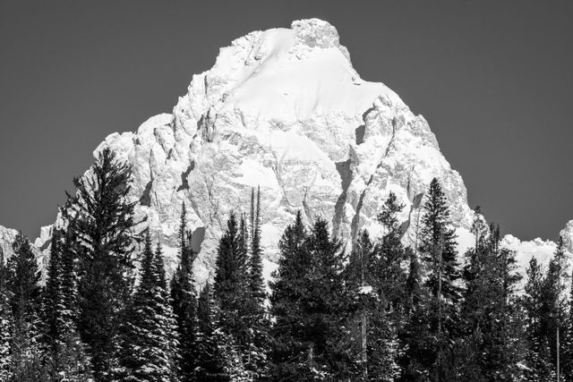 Grand Teton in the winter, seen behind a line of snow-covered pine trees.