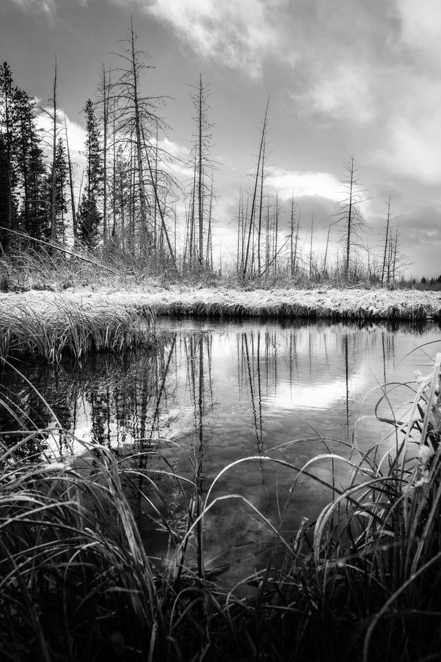 Snow-covered reeds on the banks of Sawmill Ponds, under a cloudy sky at sunrise. In the foreground, more reeds; in the background, bare trees.