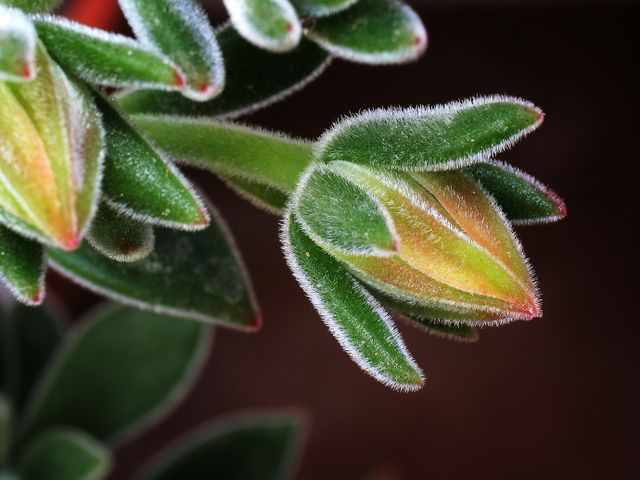 Macro of a succulent's leaves.