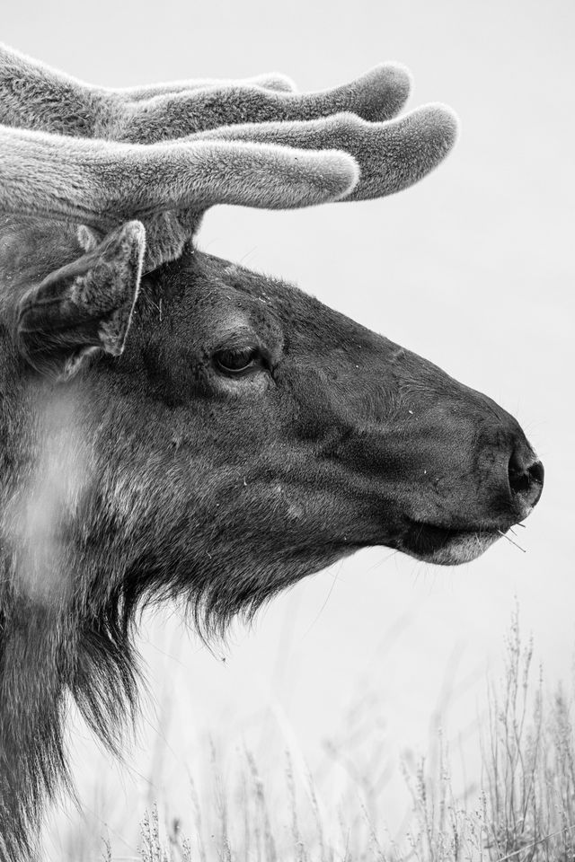 A side profile close-up of a bull elk. Four tines of his antlers can be seen, covered in velvet.