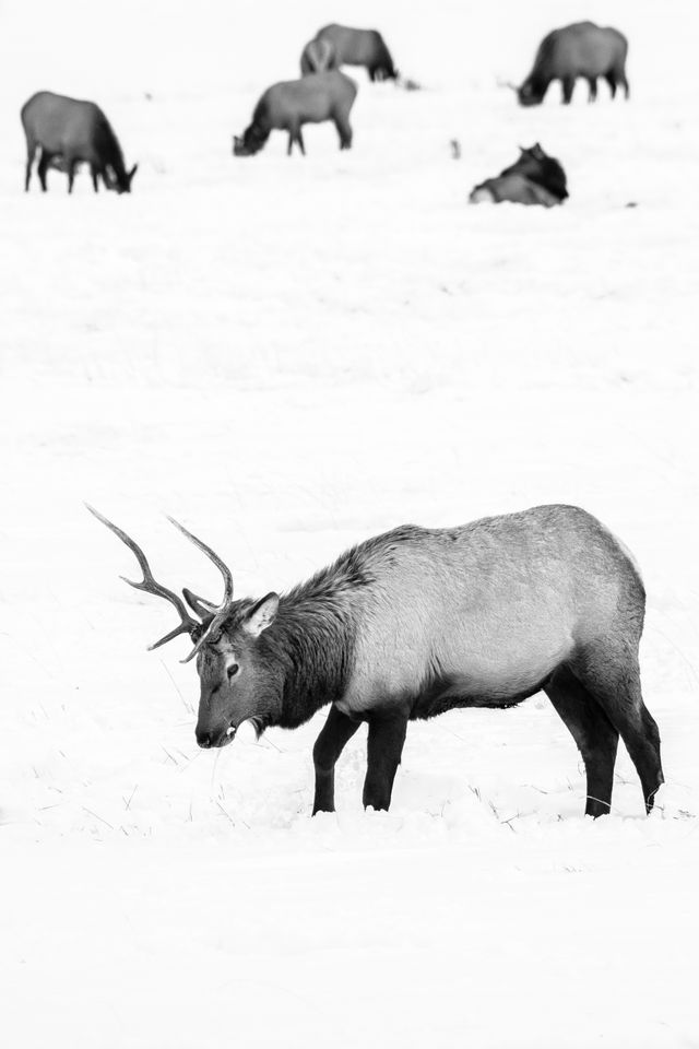 A bull elk digging through the snow in search of food at the National Elk Refuge. Six more elk are in the background, doing the same.