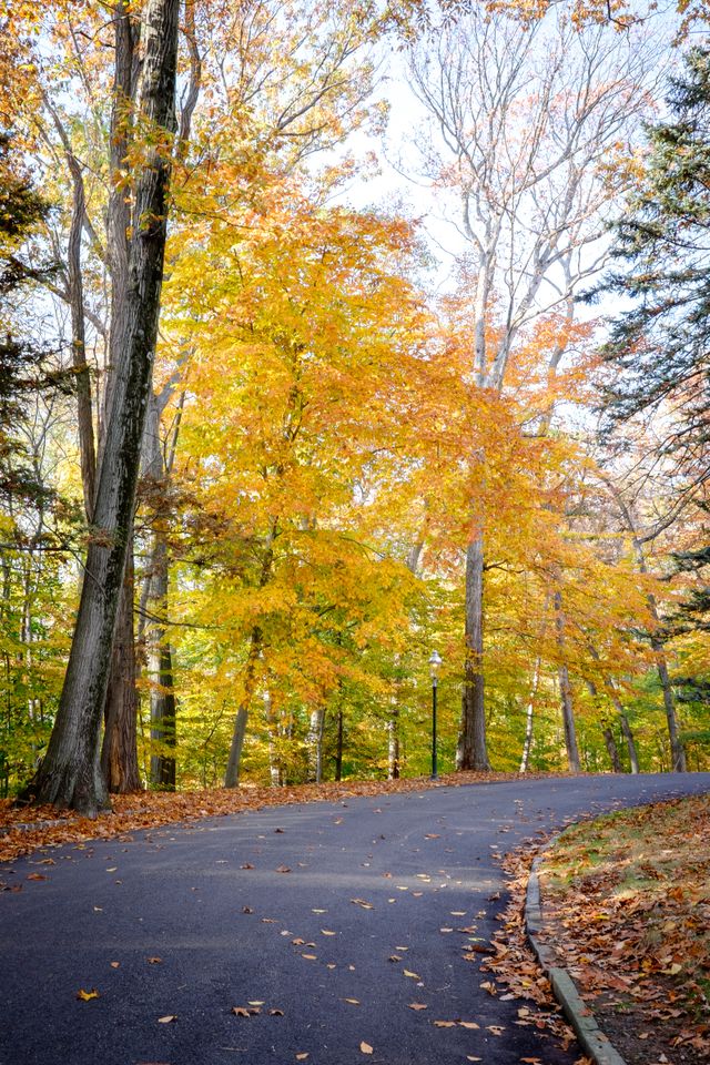 Trees in full fall colors in Glenmont.