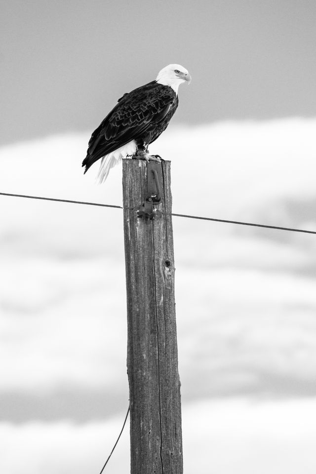 A bald eagle perched on top of a utility pole.