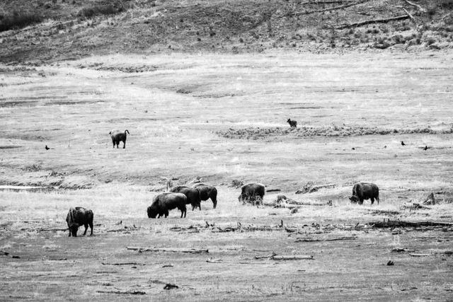 A wolf stalking a herd of bison and their red dogs in the Lamar Valley.