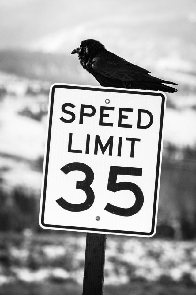 A raven sitting on a speed limit sign.