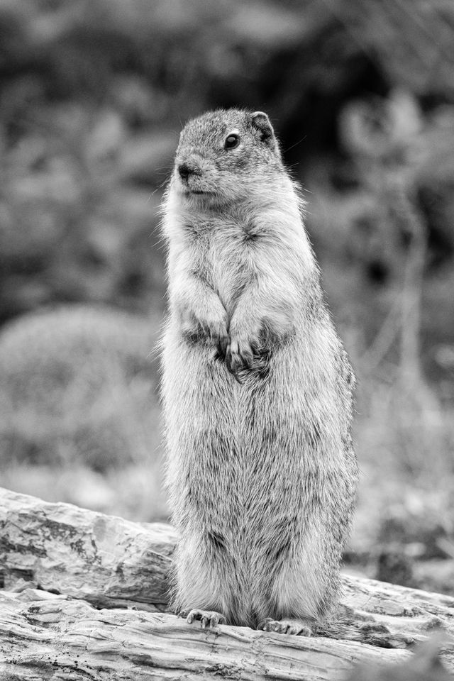 A columbian ground squirrel standing on its hind legs on a log, looking to its right.