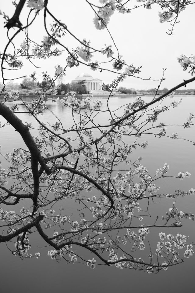 A branch from a cherry tree hanging over the Tidal Basin, with the Jefferson Memorial seen among the blossoms.