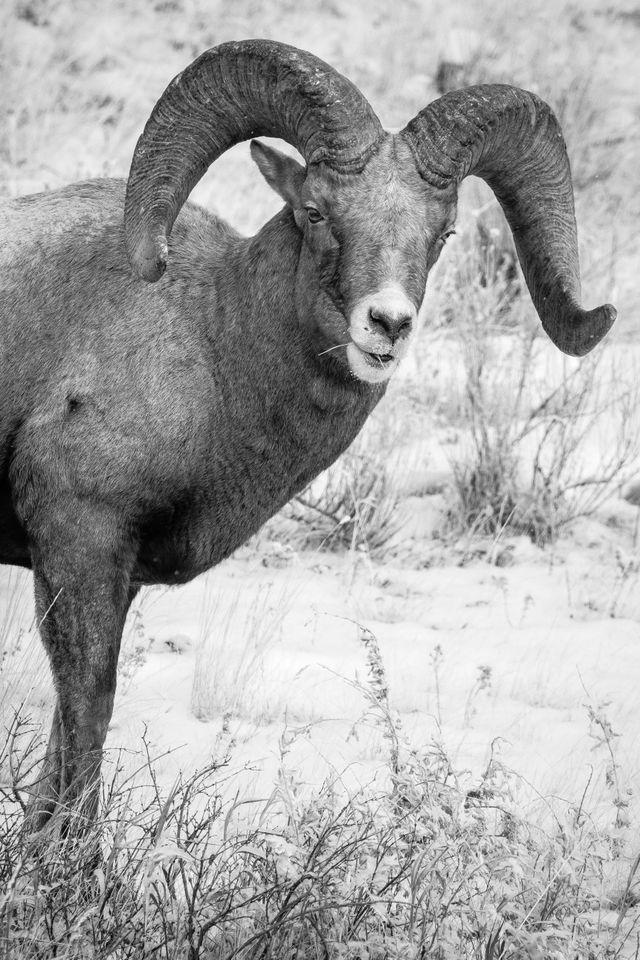 A bighorn ram chewing on some grasses.