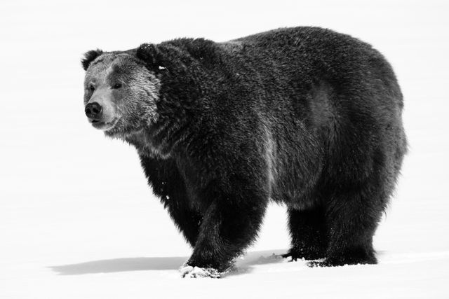 A male grizzly bear, standing in the snow.