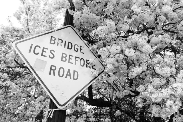 A "bridge ices before road" sign surrounded by cherry blossoms.