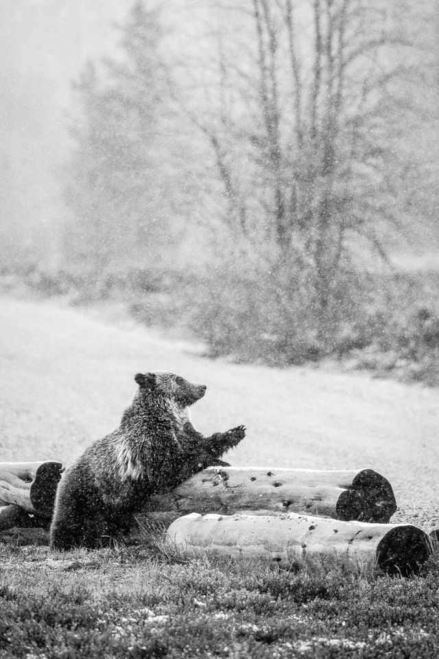 A grizzly bear leaning against a log on the side of the road.