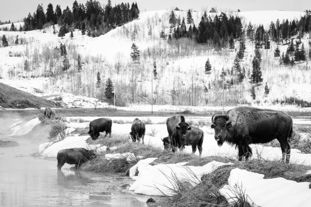 A group of seven bison eating next to a stream near the Kelly Warm Spring. The one closest to the camera is sticking its tongue out.