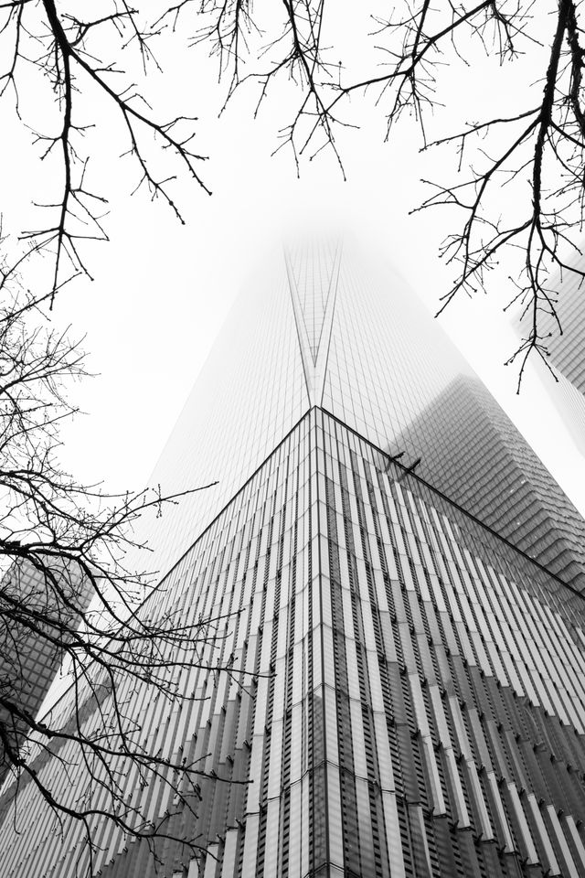 Looking up at the World Trade Center, disappearing into the clouds, between tree branches.