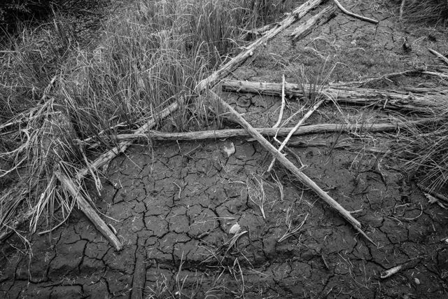 Grass, fallen branches, and dry, cracked mud just off the water near String Lake.