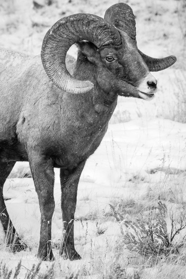 A bighorn ram standing in a snow-covered field.