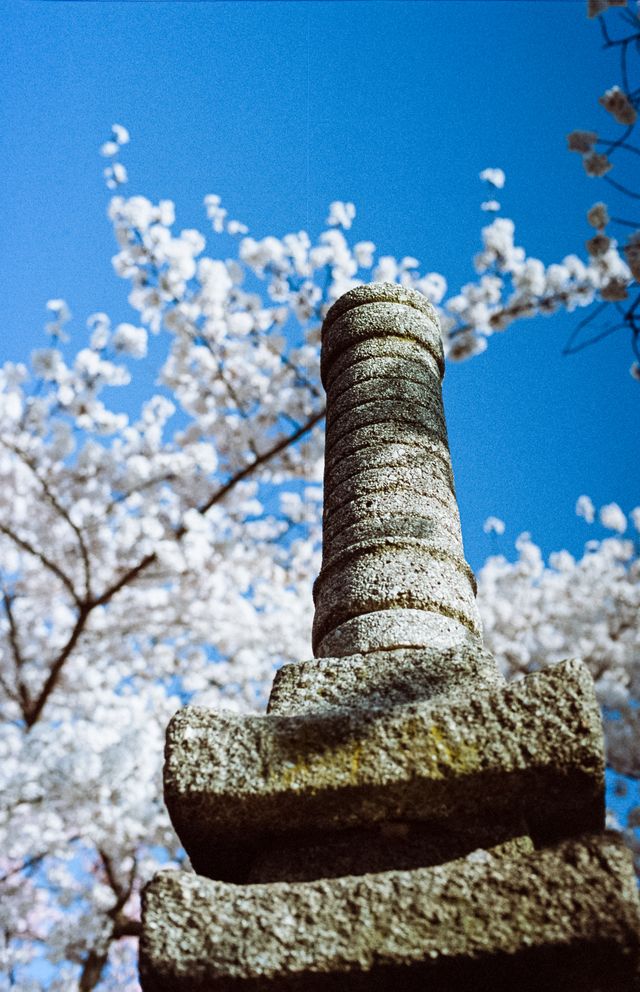 The Tidal Basin during the Cherry Blossom Festival.