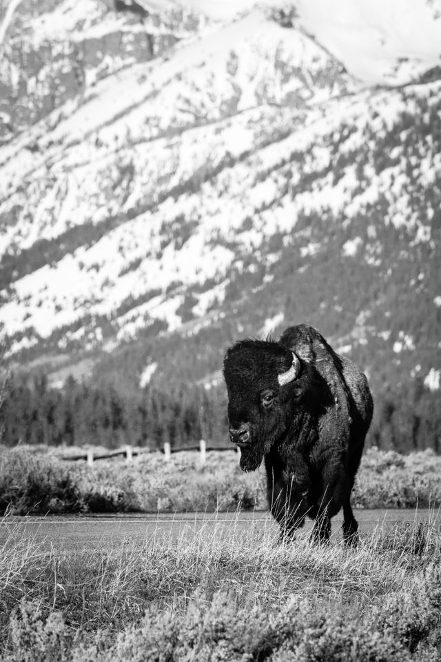 A bison bull walking along the side of a road, with the Tetons in the background.