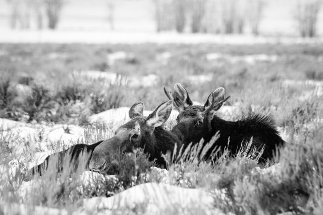 A cow moose and a bull moose bedded down in the snow-covered sagebrush of Antelope Flats.