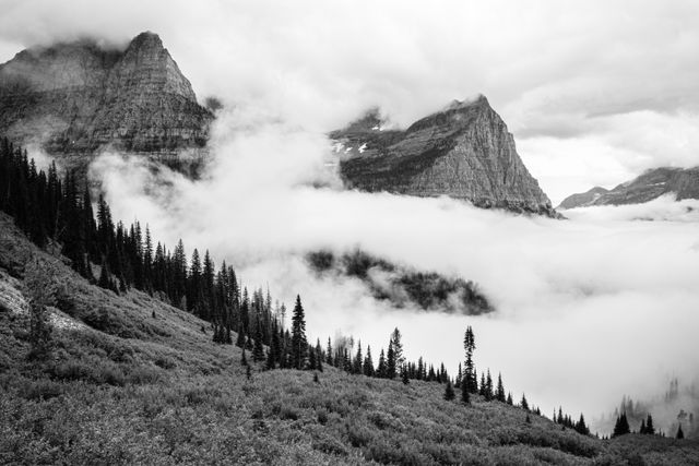 Trees seen alongside the Going-to-the-Sun Road, with the valley filled with clouds, and only the summit of Mount Oberlin visible.