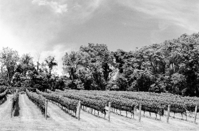 Vineyards at Hillborough Farms in Virginia.