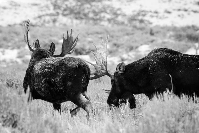 Two bull moose chasing each other off while sparring on Antelope Flats.