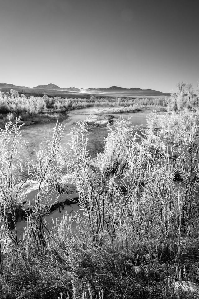 The Gros Ventre river during a winter sunrise. In the foreground, hoarfrost-covered branches.