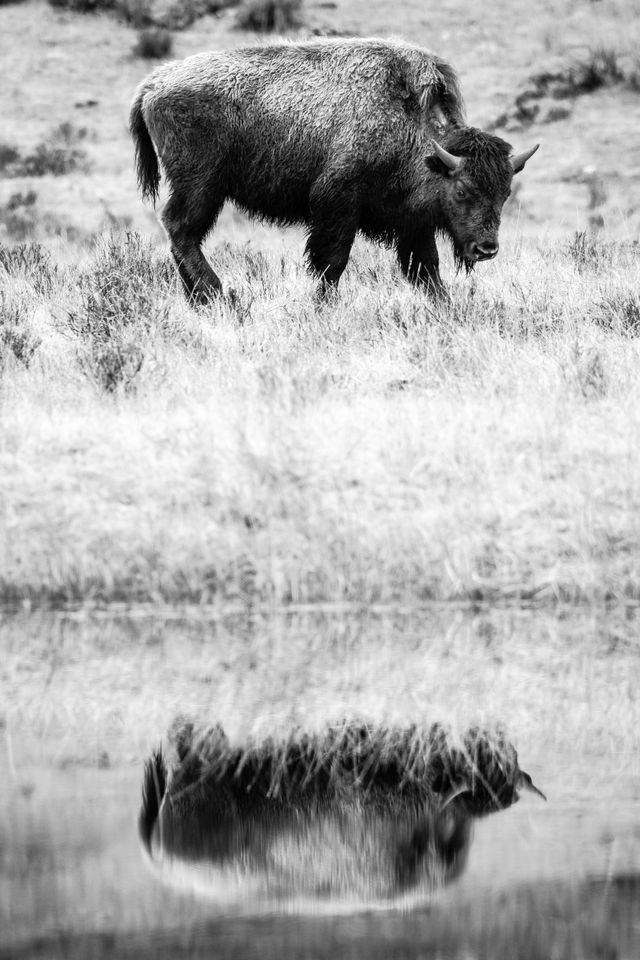 A bison, standing while looking to the right, and reflected off a nearby pond.