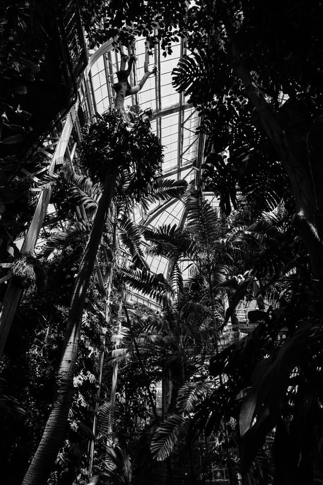 Looking up in the United States Botanic Garden.