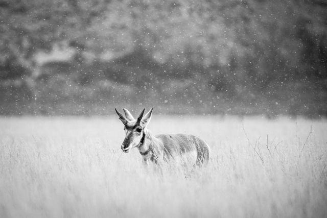 A pronghorn buck standing on a field of grass, under a light snowfall.