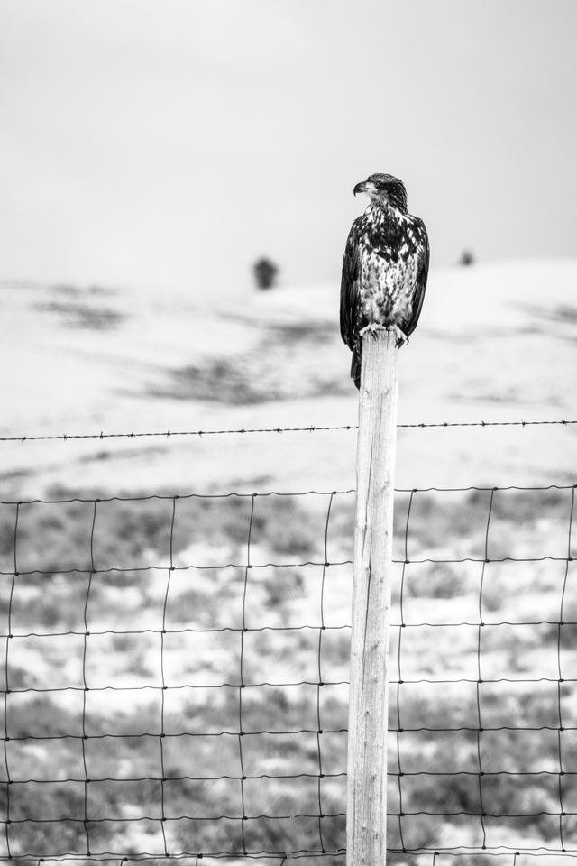 A juvenile bald eagle perched on a fence post separating Grand Teton National Park from the National Elk Refuge.