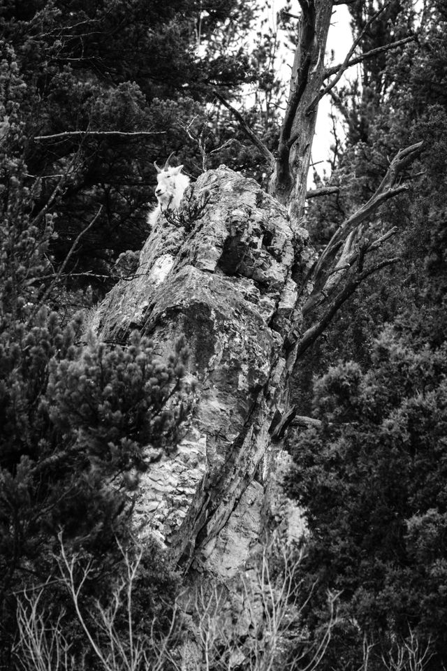 A mountain goat placidly sitting on top of a rock near Alpine, Wyoming.