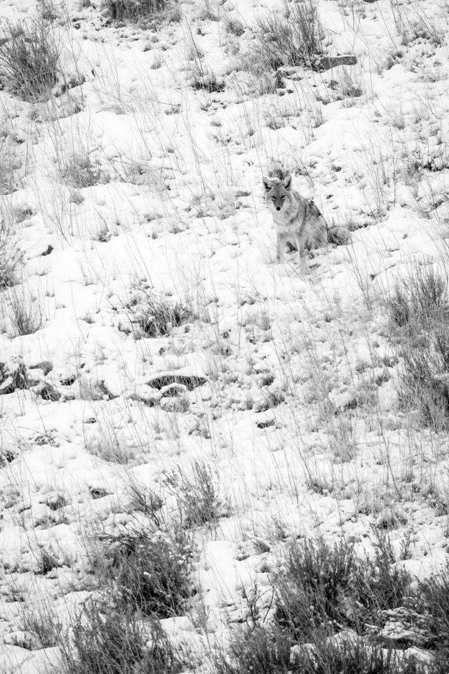 A coyote sitting and staring at the camera, on Millers Butte at the National Elk Refuge.