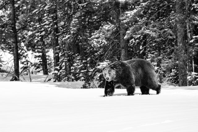 A male grizzly bear walking out of the woods at Grand Teton National Park.