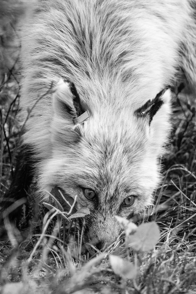 A close-up of a red fox eating some plants off the ground.