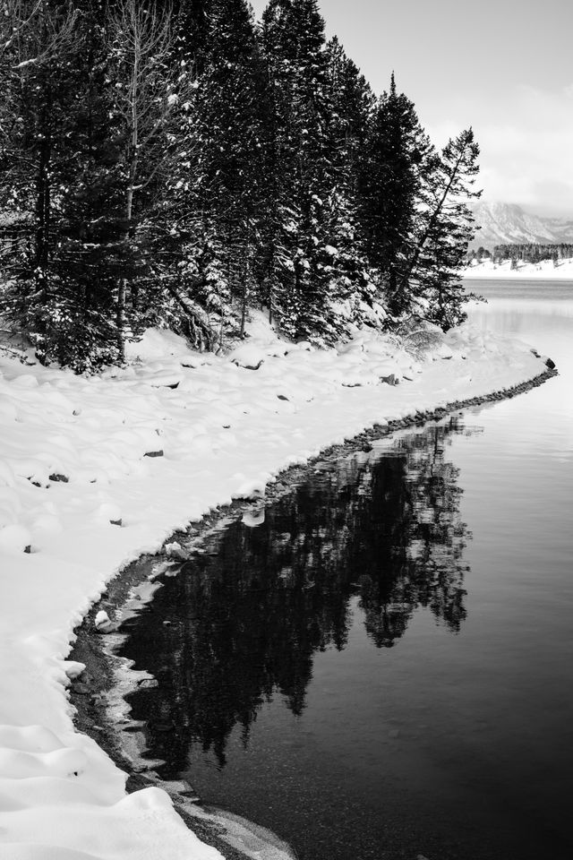 Snow and trees alongside the shore of Jackson Lake, Grand Teton National Park.