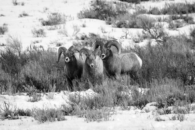 Three bighorn sheep rams standing side by side on a hillside at the National Elk Refuge.